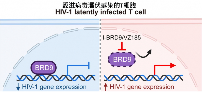 BRD9蛋白質與 HIV-1 病毒的啟動區結合，會助病毒保持潛伏狀態。當 BRD9 被抑制或分解時，病毒就會被激活並產生更多病毒。
 